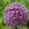 Purple Globe Allium Flower