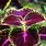 Purple Leafy Plant