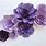 Purple Paper Flowers