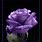 Purple Roses Glitter Graphics