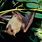 Queensland Blossom Bat