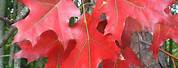 Quercus Rubra Red Oak Leaves