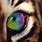 Rainbow Tiger Eye