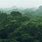 Rainforest Aerial View