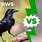 Raven or Crow Smarter