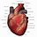 Real Human Heart Diagram