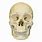 Real Human Skull Front View
