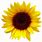 Real Sunflower Clip Art