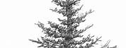 Realistic Spruce Tree Drawing