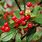 Red Chokeberry Plant