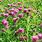 Red Clover Ground Cover