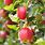 Red Jonathan Apple Tree