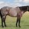 Red Roan Quarter Horse Stallion