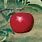 Red Rome Apple Tree