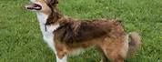 Red Sable Border Collie