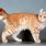 Red Spotted Tabby Cat