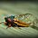 Red-Eyed Cicada