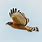 Red-shouldered Hawk In-Flight