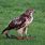 Red-tailed Hawk Eating