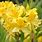Rhododendron Luteum