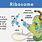 Ribosomal RNA Examples