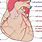 Right Coronary Arteries
