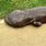 River Monsters Giant Salamander