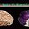Rocks vs Minerals