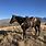 Rocky Mountain Gaited Horse