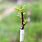 Rootstock Grafting