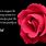Rose Poems Quotes
