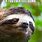 Sad Sloth Meme