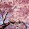 Sakura Wallpaper 1080P