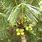 Samoan Coconut Tree