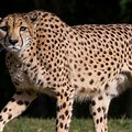 San Diego Zoo Cheetah