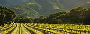 Santa Lucia Highlands Vineyards