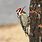 Sapsucker Woodpecker