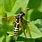 Sawfly Images