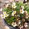 Saxifrage Plants