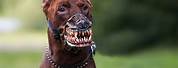 Scary Dog Teeth