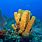 Sea Sponge Facts