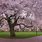 Seattle Cherry Blossom