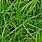 Sedge Grass Plants