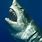 Shark iPhone Wallpaper