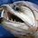 Sharp Teeth Fish