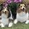 Sheltie Rescue Dogs
