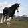 Shire Horse Clydesdale