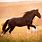 Shire Horse Wallpaper