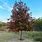 Shumard Red Oak Tree