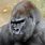 Silverback Images